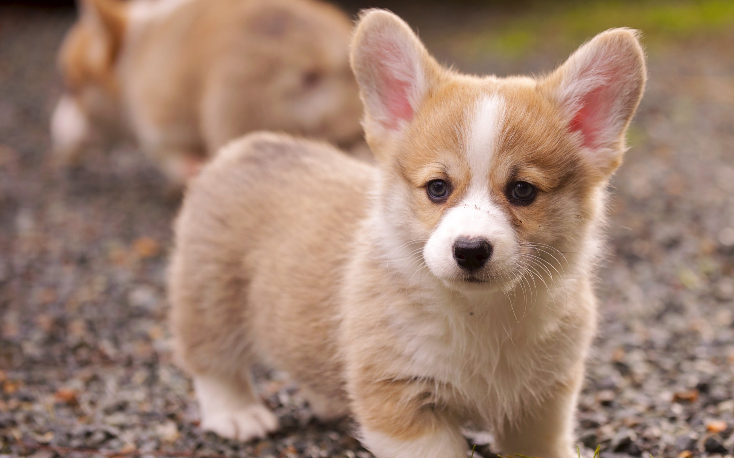 ダウンロード画像 犬 かわいい犬 ノーリッチテリア 画面の解像度 2560x1600 壁紙デスクトップ上
