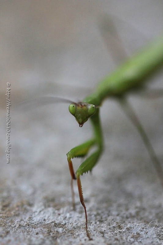 Mantis religiosa