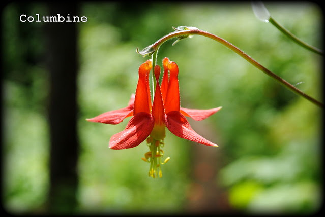 Columbine