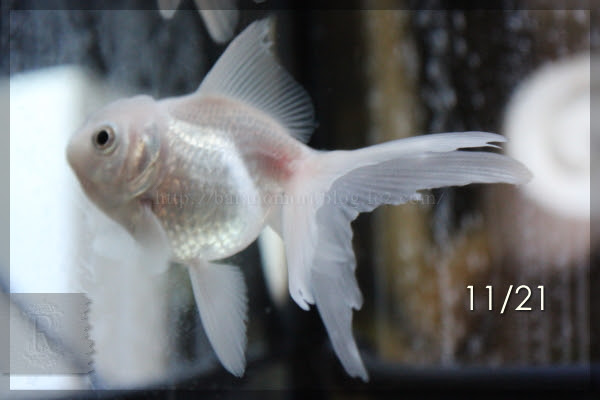 金魚 尾腐れ病 完治まで 薔薇の森