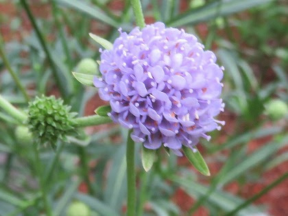 この花の名前なんていうの 淡い紫色した丸い花 クナウティア