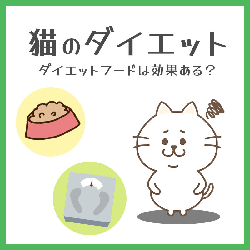 愛猫のためのカロリー計算を学ぶ！適切なフード量はその子によって違う