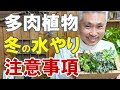 [新しいコレクション] 多肉植物 水やり 214722-多肉植物 水やり 冬