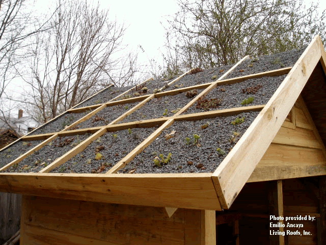 Ancaya Green Roof Garden Shed - Greenroofs.com