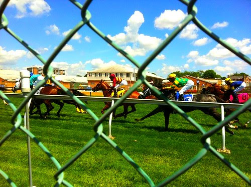 horses