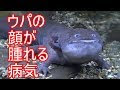 [10000ダウンロード済み√] ウーパールーパー 顔 198010-ウーパールーパー 顔の周り