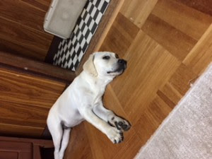 犬の変わった寝相の意味 ペットシッターはぐりん