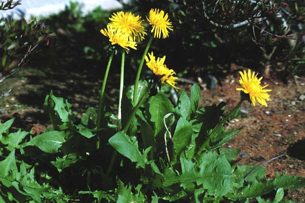豊橋の野草 せいようたんぽぽ