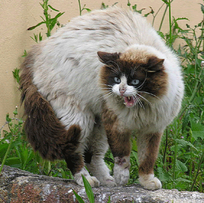 Comportements Agonistiques Chez Le Chat 1 Postures De Menace Offensives Et D Intimidation
