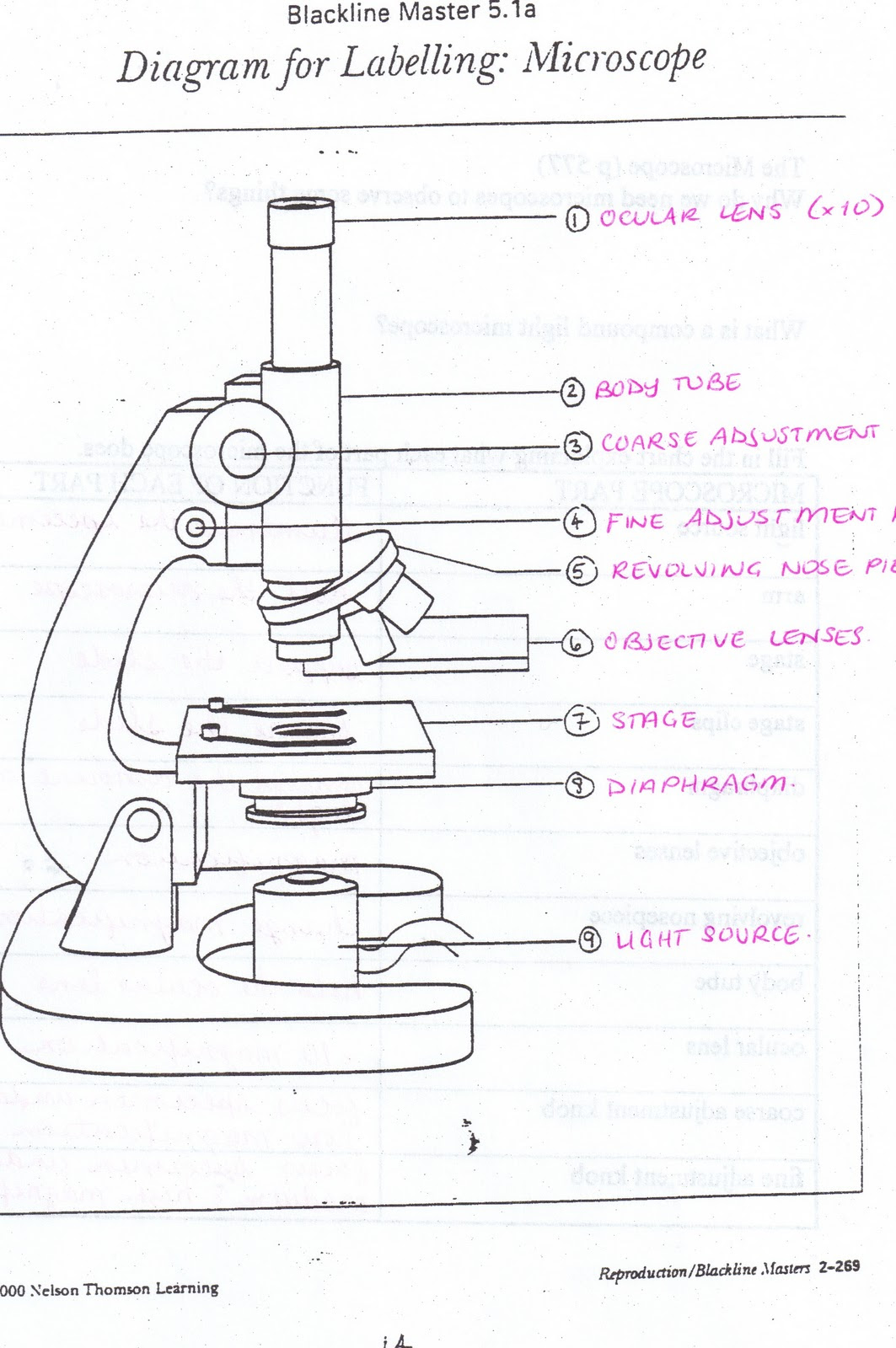 easy compound microscope diagram - Clip Art Library