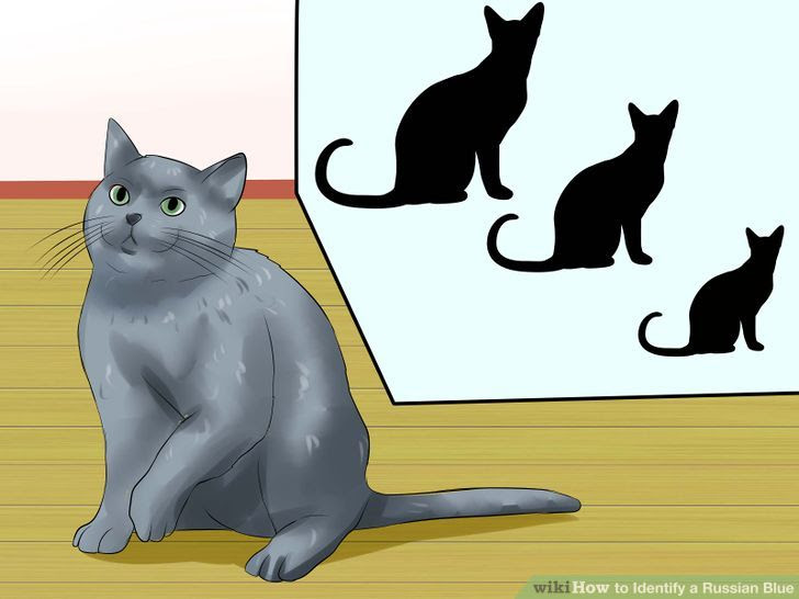 Identify a Russian Blue Step 2 Version 2.jpg