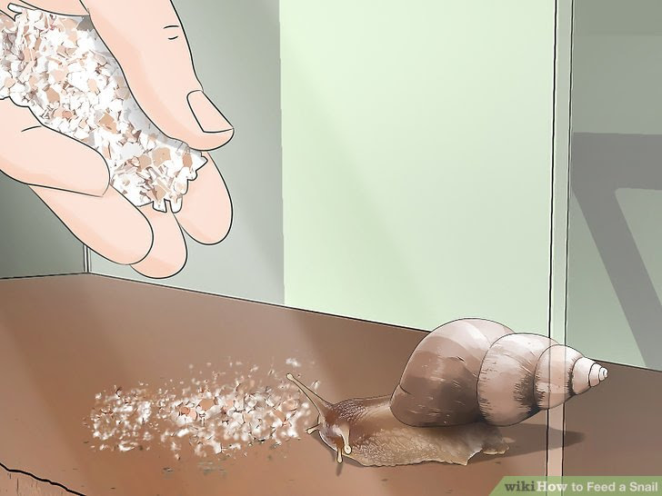 Feed a Snail Step 7.jpg