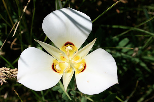 the flower for the state of utah