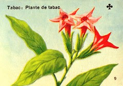 tabac2