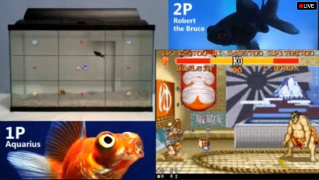 The fish control players by swimming around a 9x9 grid. Each movement triggers a move in the game, allowing the fish to fight each other.