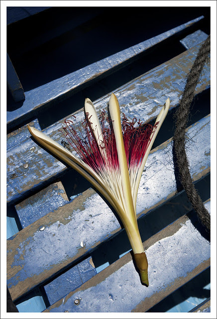 Nicaraguan flower