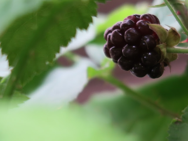 ブラックベリーの味やおすすめの食べ方 生でも美味しく食べられる Chanoyu