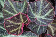 Begonia 'Soli Mutata'