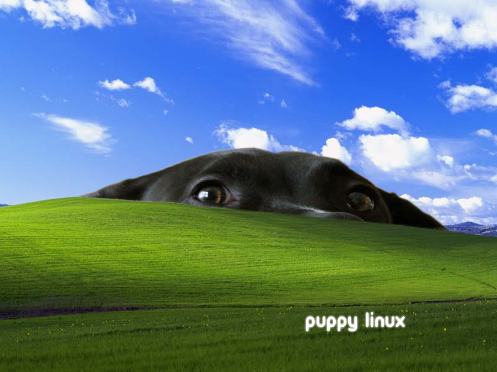 Puppy Wallpapers Page 49 Old Puppy Linux Discussion Forum