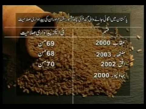 Learn and talk about Agriculture in Pakistan, Agriculture by country ...