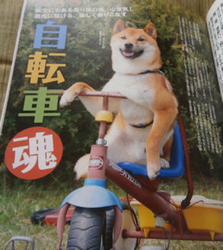 自転車に乗る犬 オレ Sun 楽天ブログ