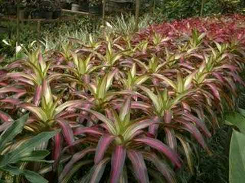 Bisnis Budidaya  Tanaman  Hias  Bunga  Anggrek Orchid 