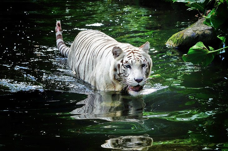 Singapore Zoo