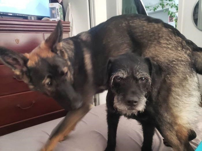 新しい弟にうんざりな31匹の犬 Netgeek