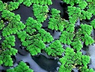 水生植物の育成環境を考える 室内の浮き草