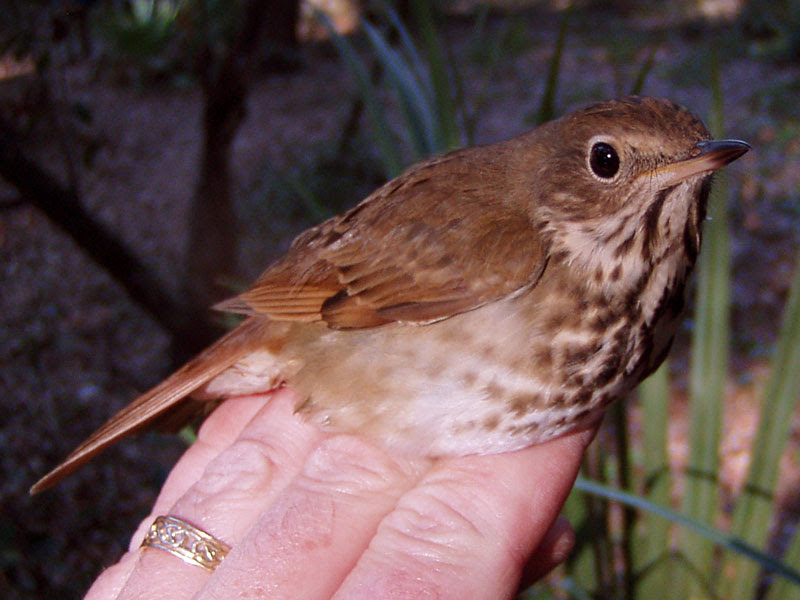 Hermit Thrush