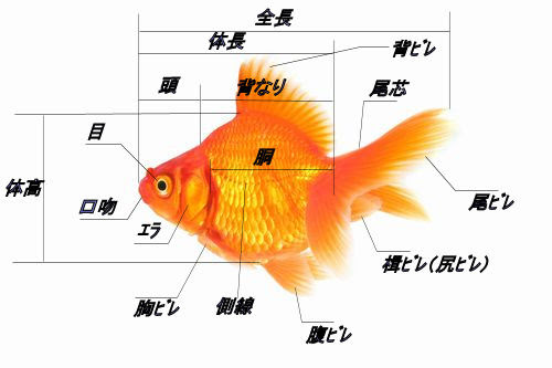 金魚 各部位の名称 小さな巨人と ささやかな出来事