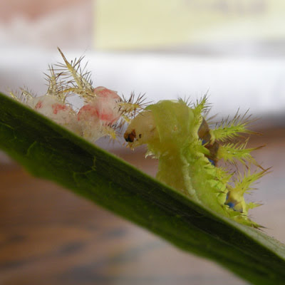 晶子のお庭は虫づくし 虫 昆虫 の生態図鑑
