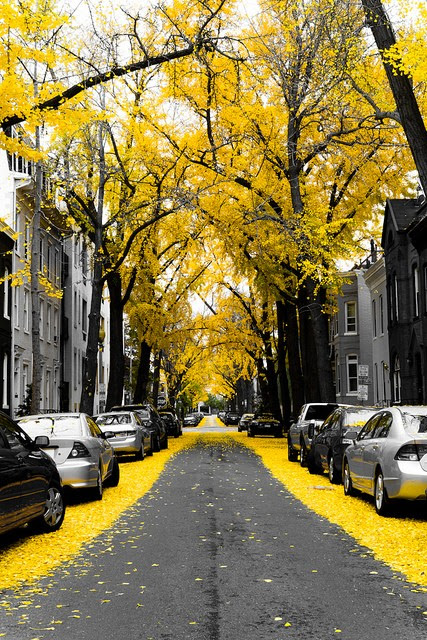 Gingko Trees,Washington, D.C