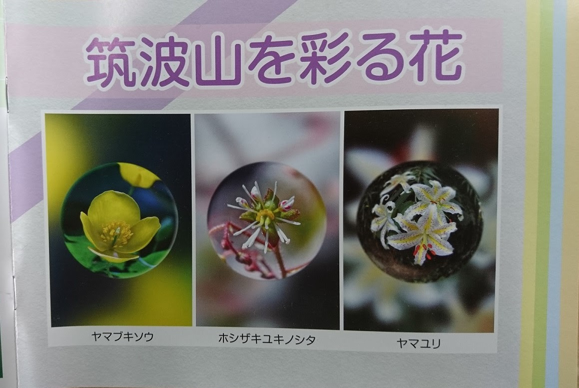花の写真集 筑波山を彩る花 改定版販売中 筑波山ケーブルカー ロープウェイ