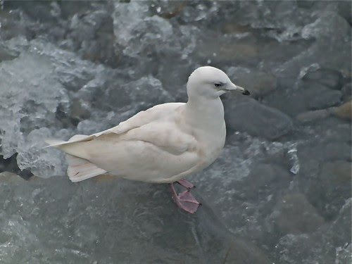 Gaviota polar
