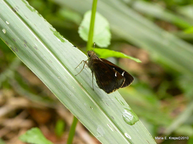Skipper