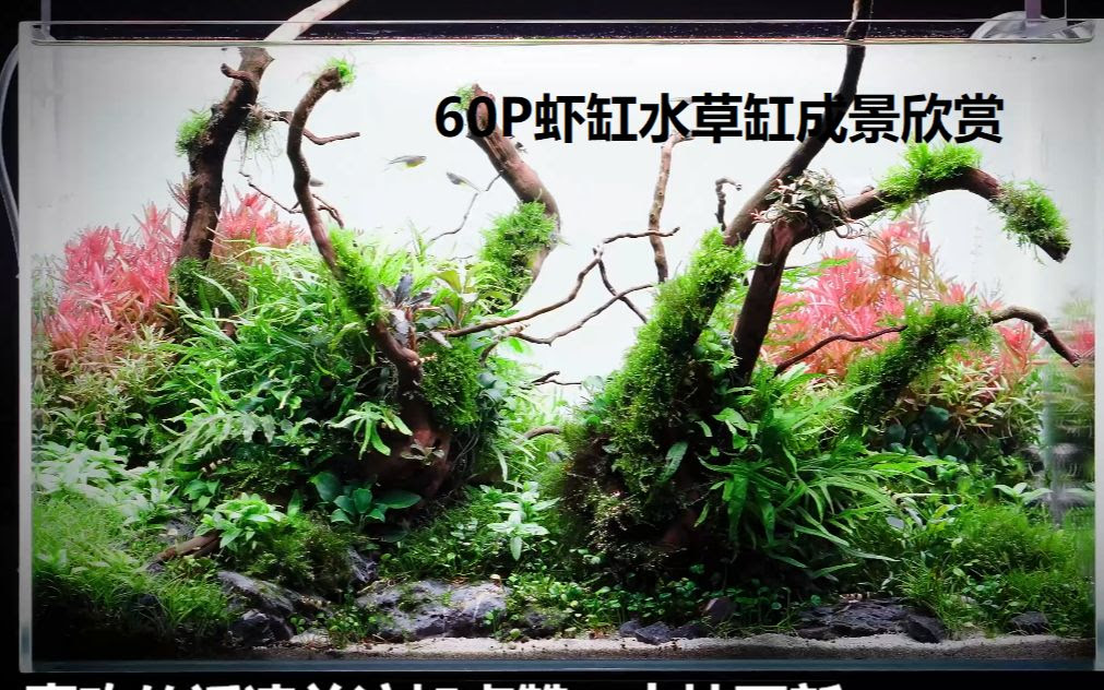 60p虾缸水草缸成景欣赏 4k画质 哔哩哔哩 つロ干杯 Bilibili