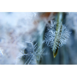 フリー写真 葉の上の雪の結晶でアハ体験 Gahag 著作権フリー写真 イラスト素材集