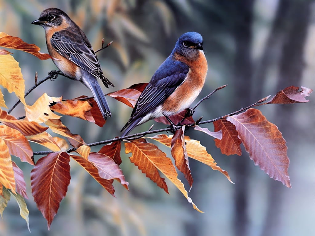 Fonds Ecran Oiseaux