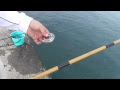 ++ 50 ++ 海釣り 万能竿 ダイワ 113668-海釣り 万能竿 ダイワ
