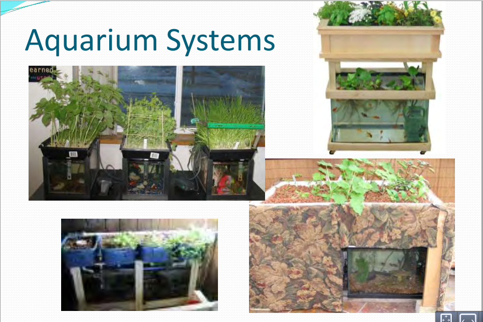 planting - Can you grow plant roots in fish tank ...