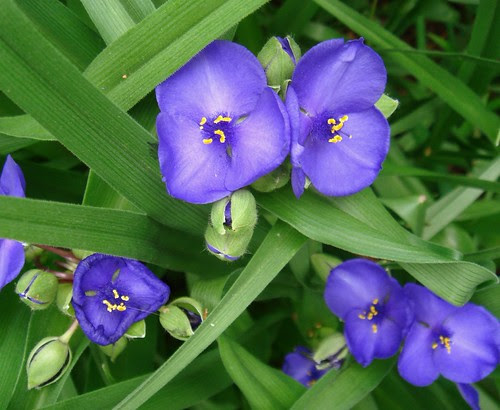 Flowers of some sort