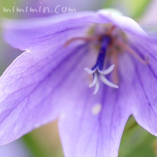 キキョウ 桔梗 の花の写真 花言葉 名前の由来 みみみんブログ