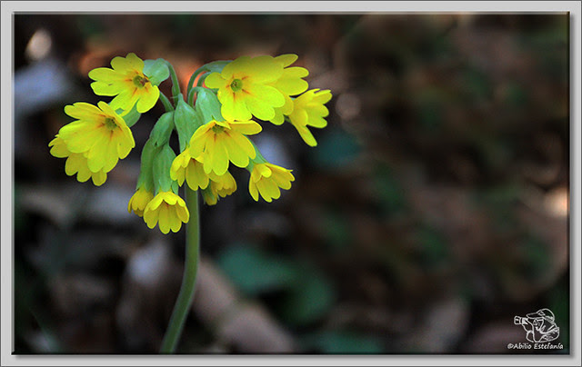 5 Flores