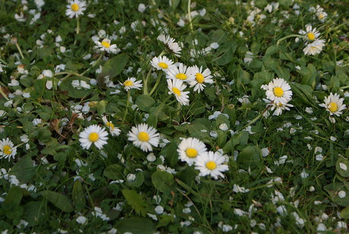 Petal Snow