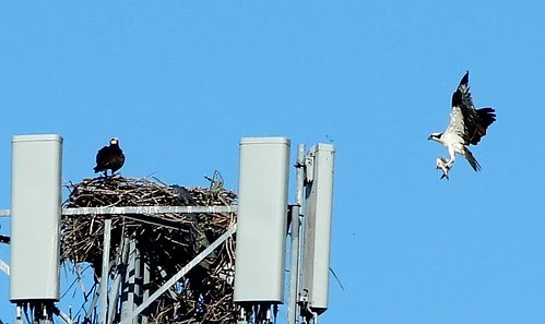 Osprey with dinner