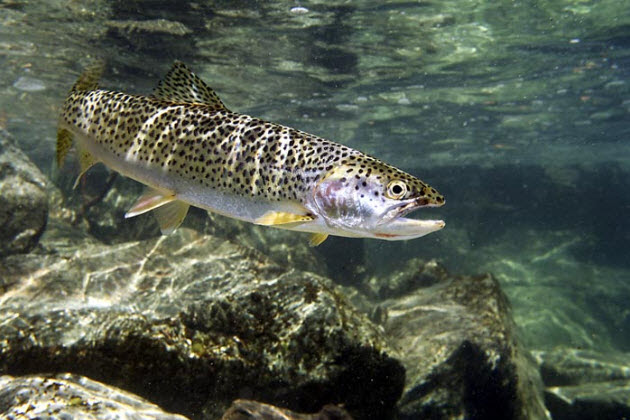 forel