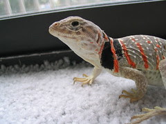 Female Collared Lizard