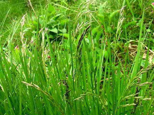イネ科の仲間 高山植物図鑑 登山道の花