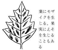 花卉病害虫 ホオズキの絵目次